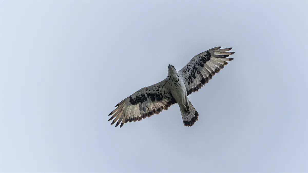 African Hawk-Eagle soaring overhead, showing its pale barred underwings