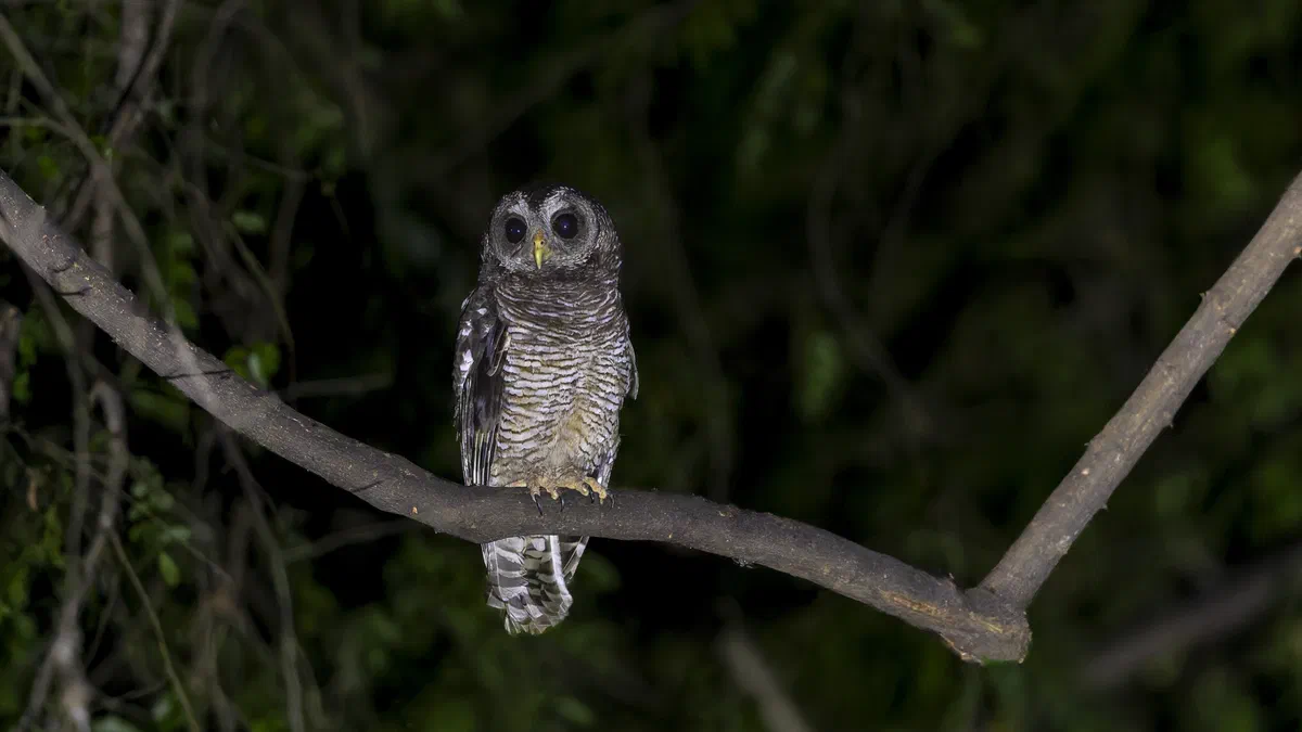 African Wood Owl perched on a curved branch at night, looking at the camera