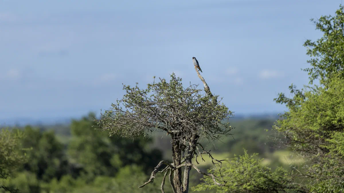 Amur Falcon perched on top of a dead branch above the bushveld