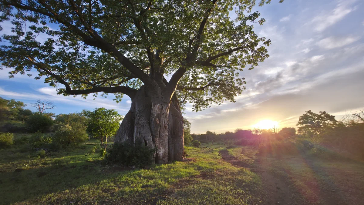 A large baobab tree with the sun setting behind it