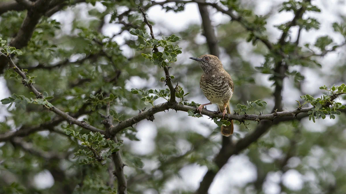 Barred Wren-Warbler with a finely barred chest perched in a thorny acacia