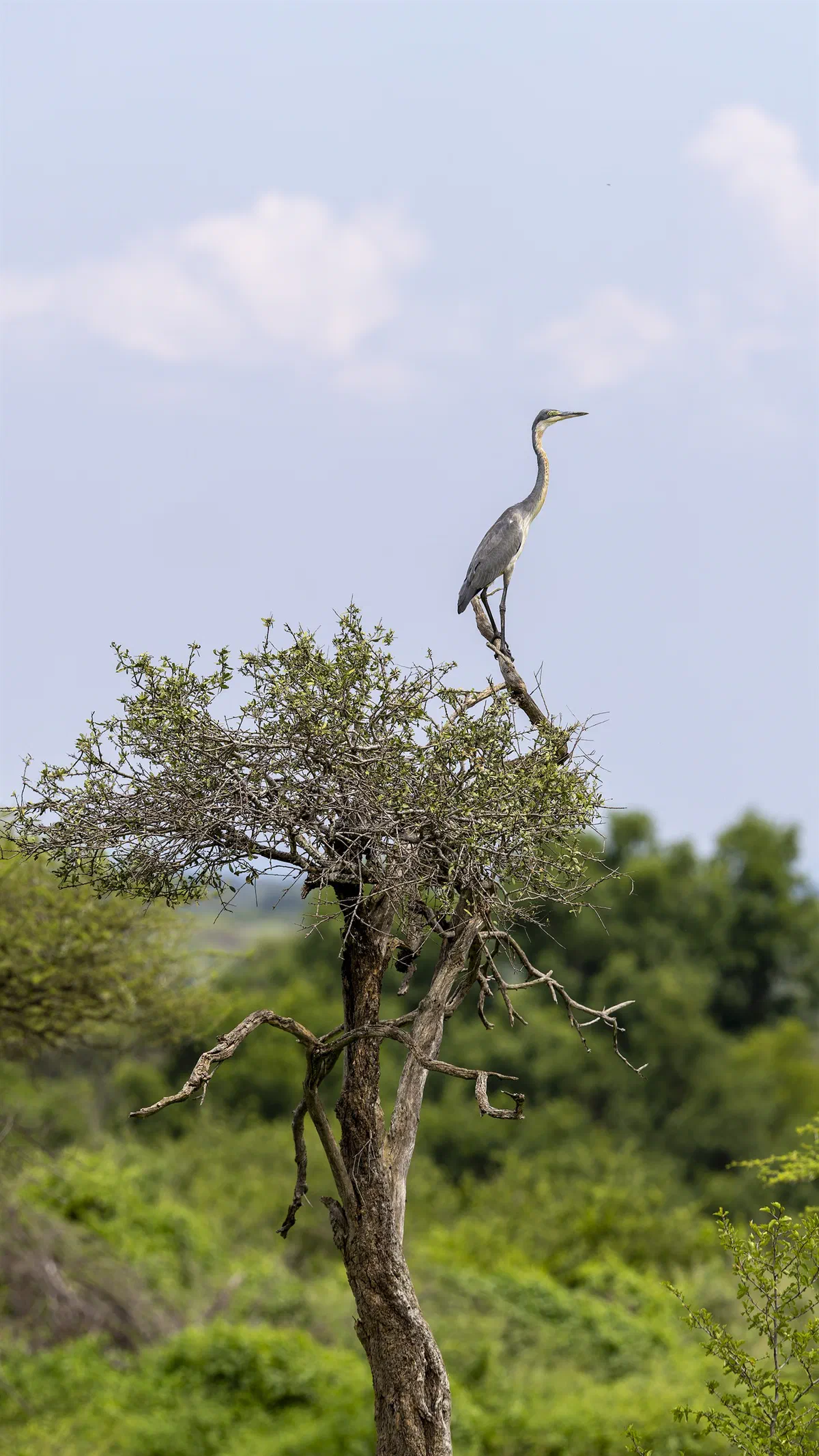 Black-headed Heron perched on top of a bare tree above green bush
