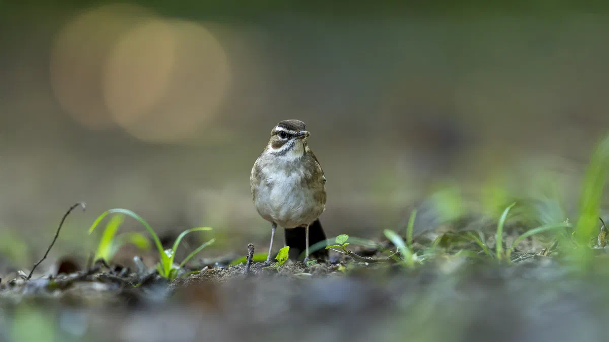 Brown Scrub-Robin facing the camera on the forest floor, photographed at ground level