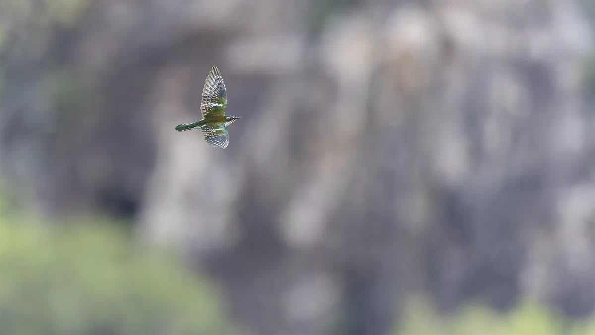 Diederik Cuckoo in flight, wings raised, against a soft blurred rock face