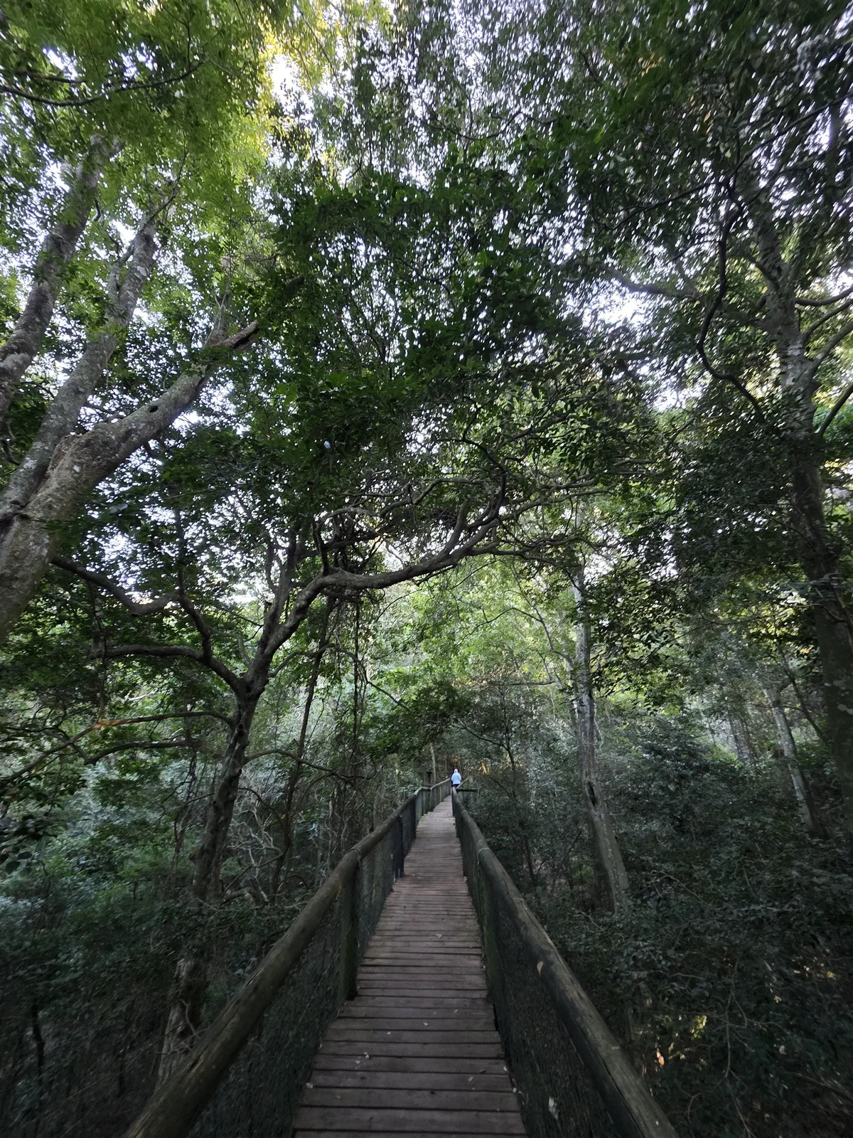 A wooden boardwalk leading into the tall indigenous trees of Dlinza Forest