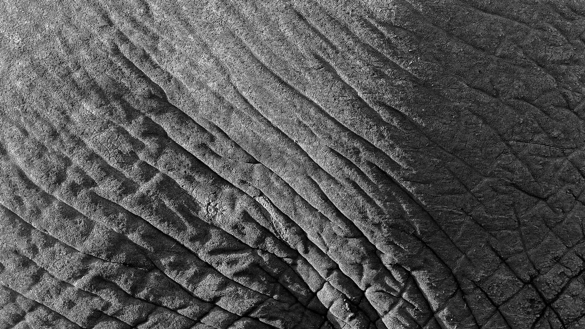 Black-and-white close-up of the deep folds in an elephant's skin