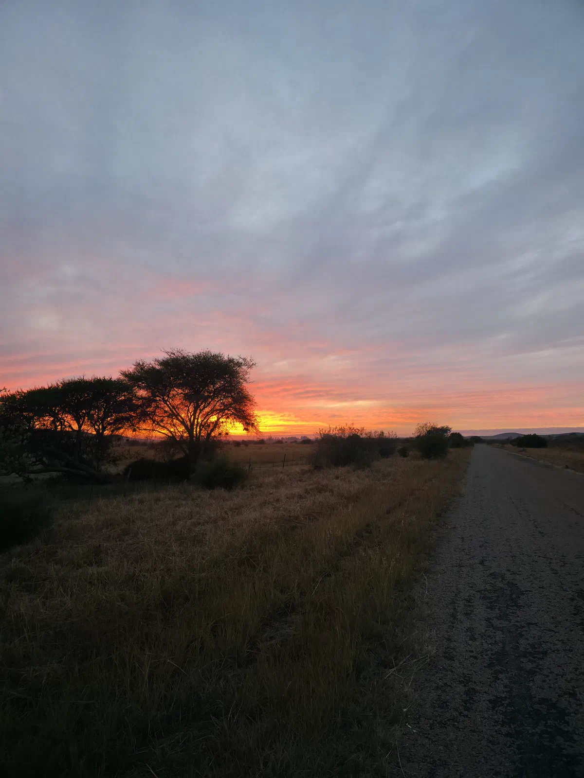 Sunset behind an acacia beside a dirt road through grassland