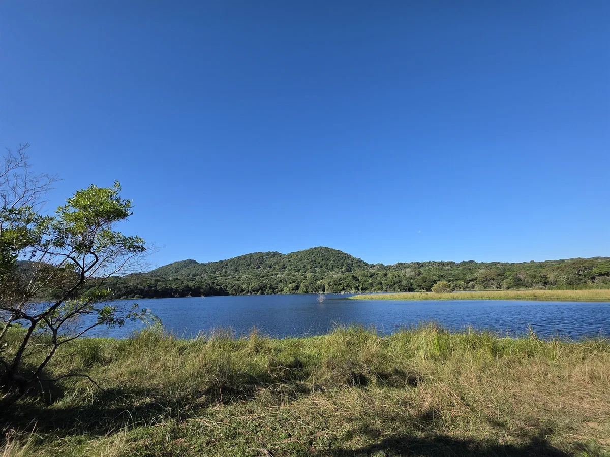 A lake below forested hills, seen through grass and trees under a clear sky