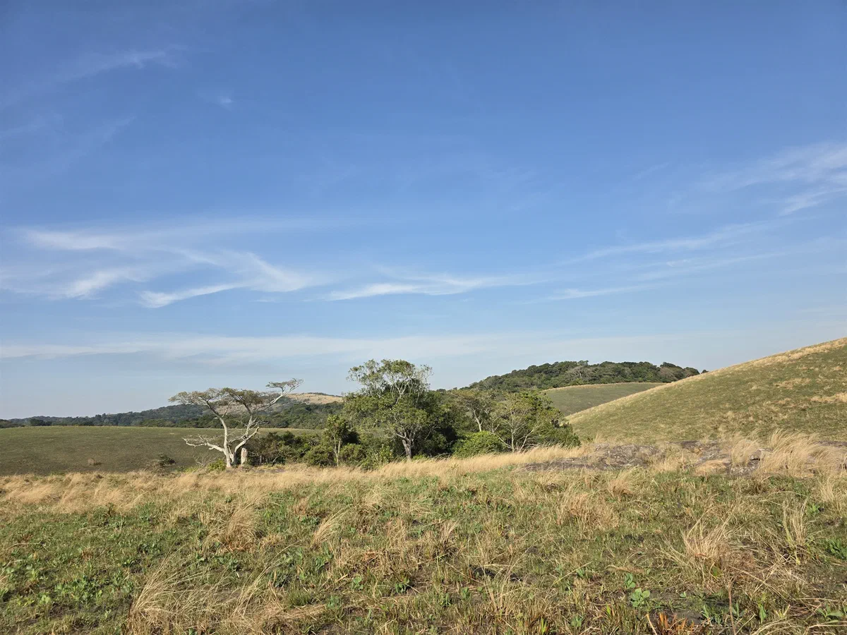 Rolling green grassland with scattered trees