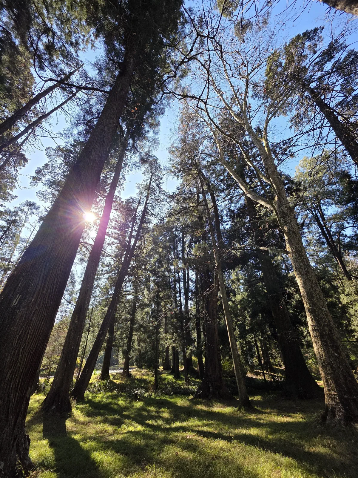 Sunlight streaming through tall trees in a forest