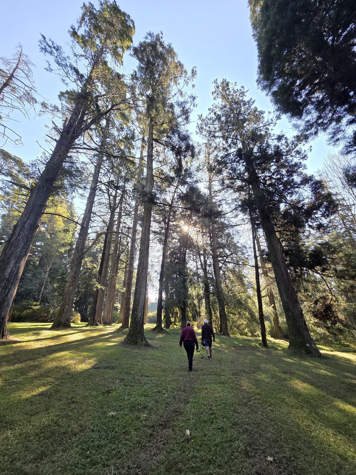 Two people walking beneath towering trees in a sunny forest clearing