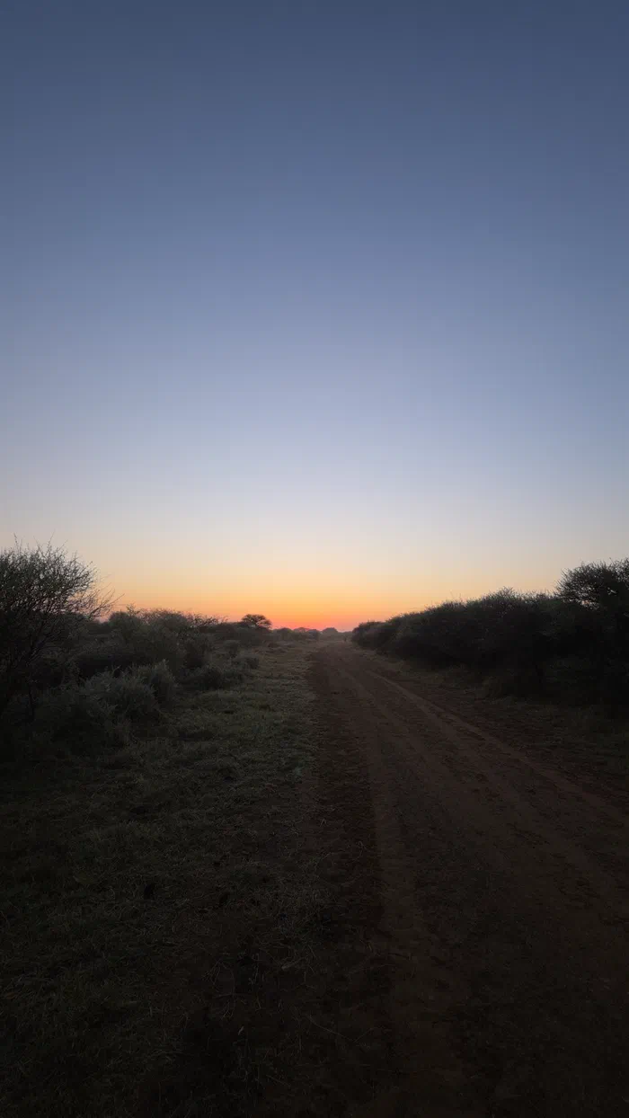 First light over a sandy track through the bush
