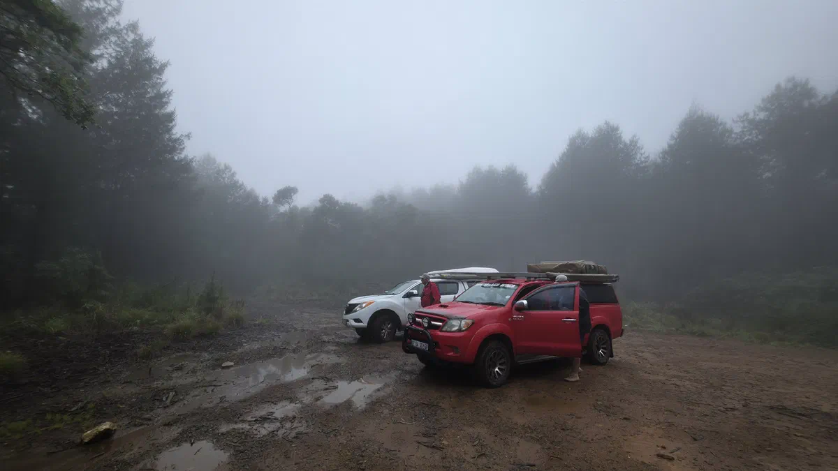 Vehicles parked on a wet track in misty forest