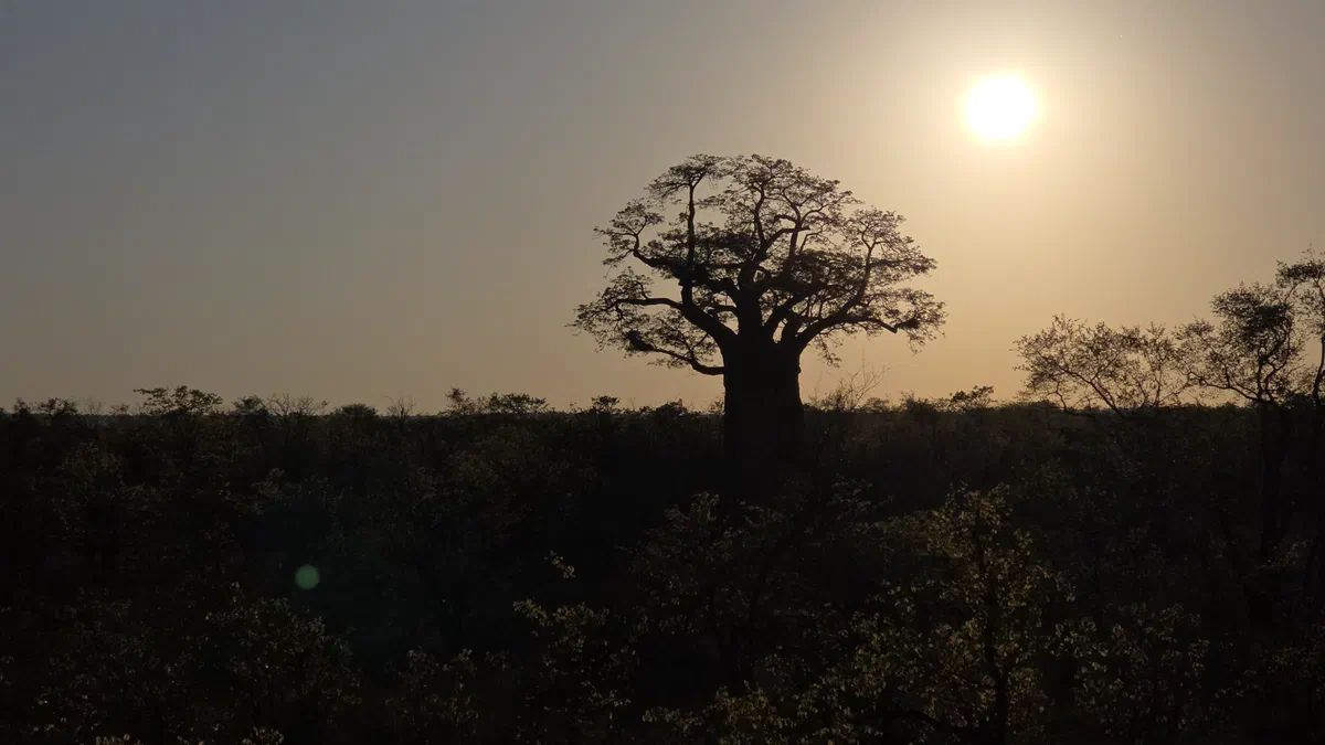 A baobab silhouetted against a hazy sunrise