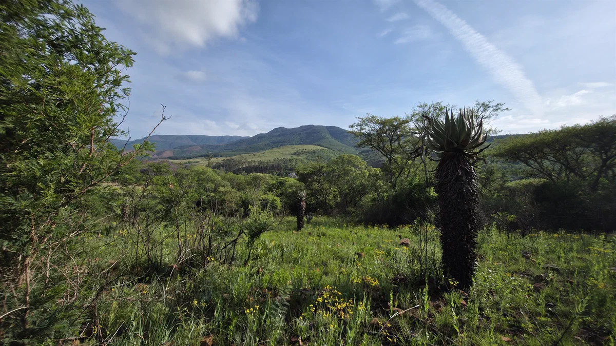 Grassland with a tree aloe and mountains in the distance