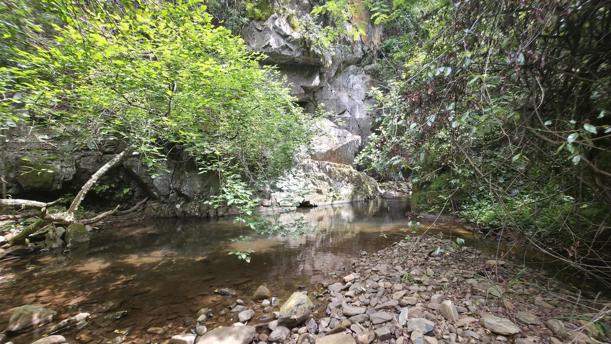 A shaded forest stream below a rock overhang