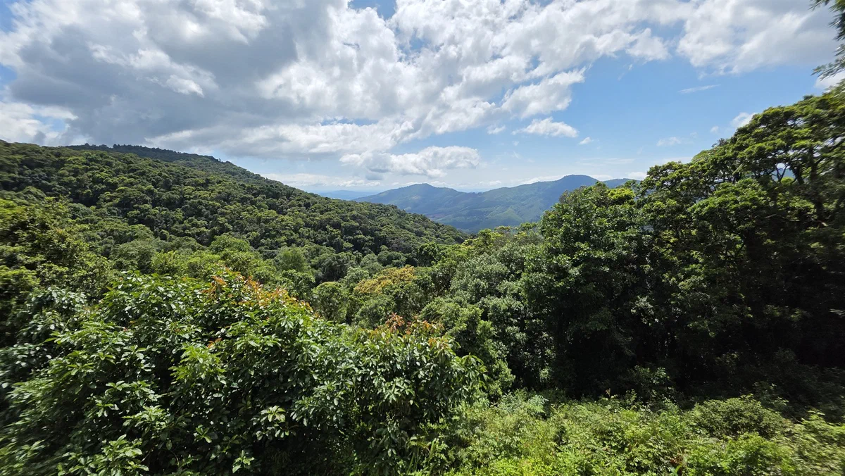 A forested valley and distant hills under a bright sky