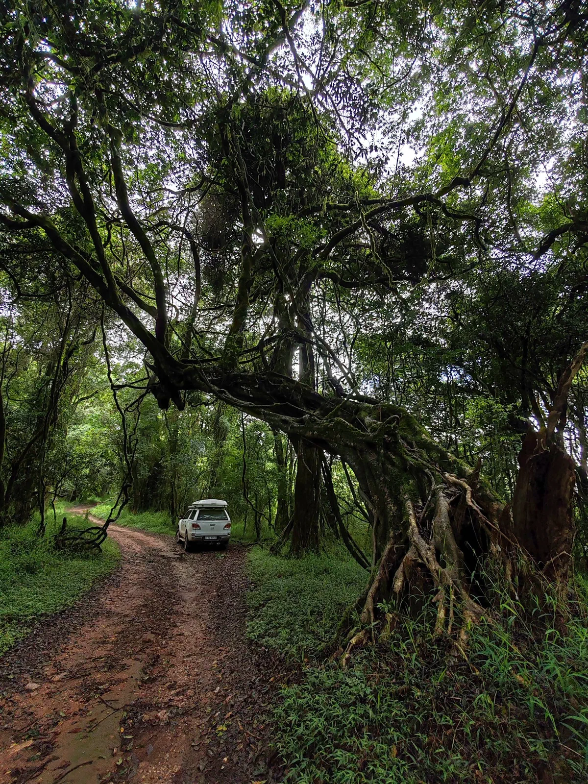 The vehicle on a forest track beneath a large fig tree