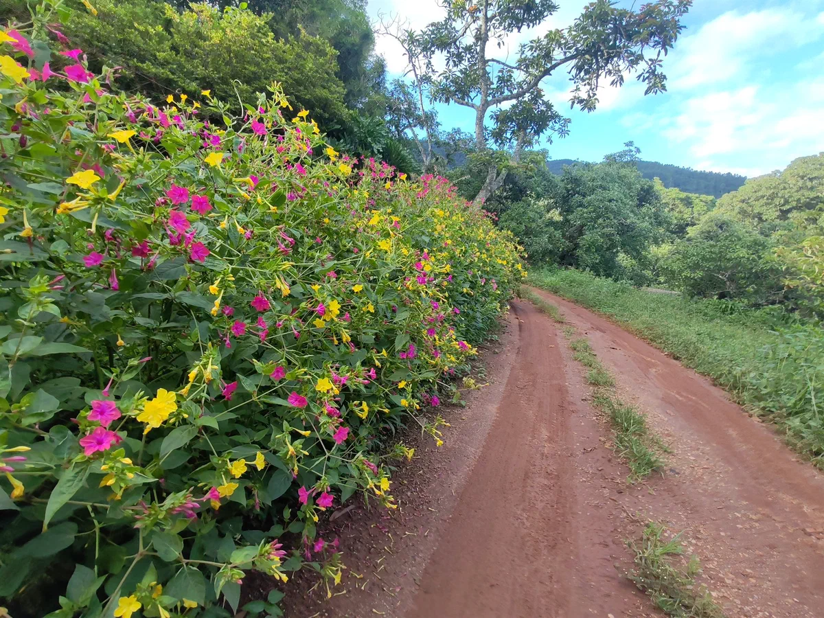 Pink and yellow wild flowers lining a red dirt track