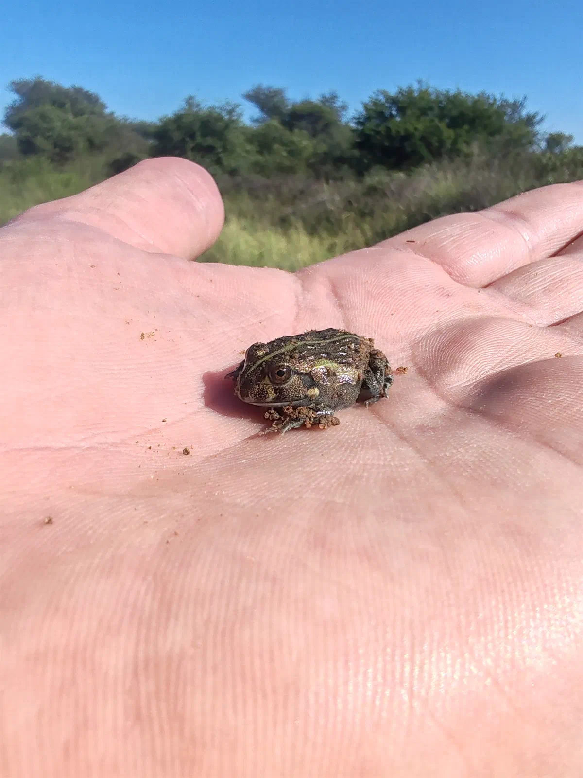A tiny toad resting on an open palm
