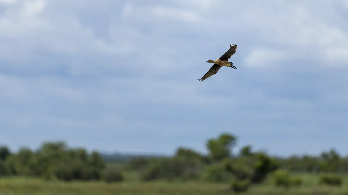 Fulvous Whistling Duck in flight over the bushveld under a cloudy sky