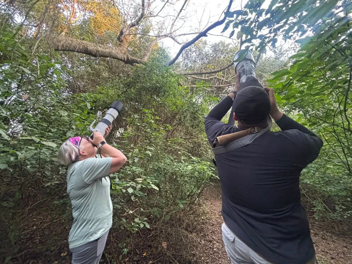 Two photographers aiming long lenses up into the forest canopy