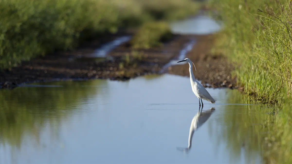 Little Egret wading in a flooded dirt track, reflected in the water