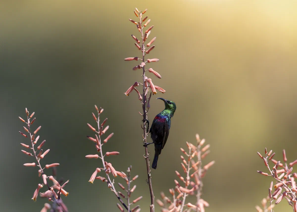 Marico Sunbird with iridescent green head clinging to a flowering aloe stem