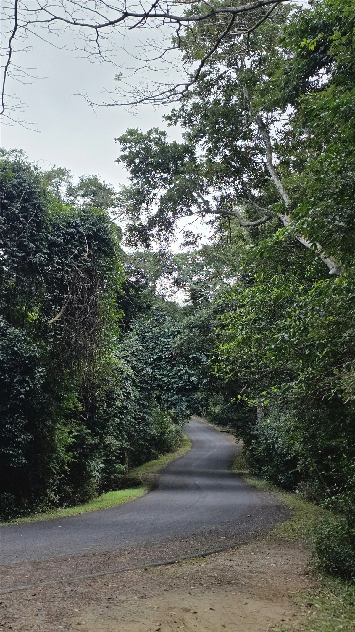 A narrow road winding through dense indigenous trees in Ongoye Forest