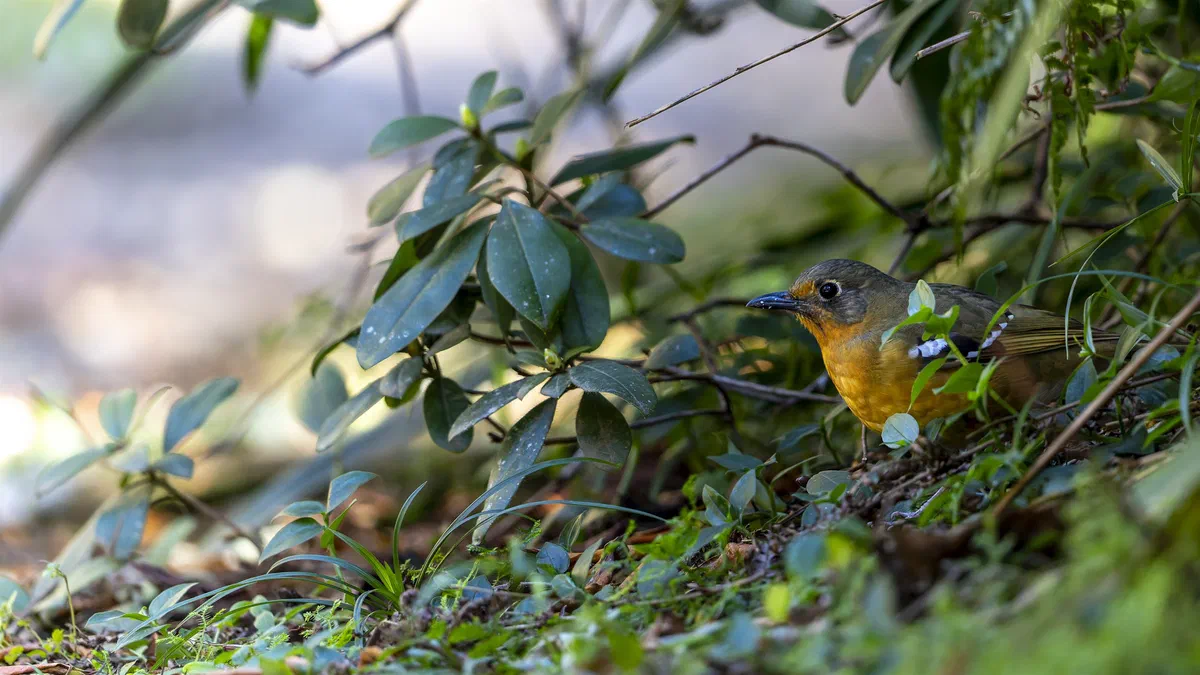Orange Ground Thrush foraging among leaves on the forest floor at Benvie Gardens