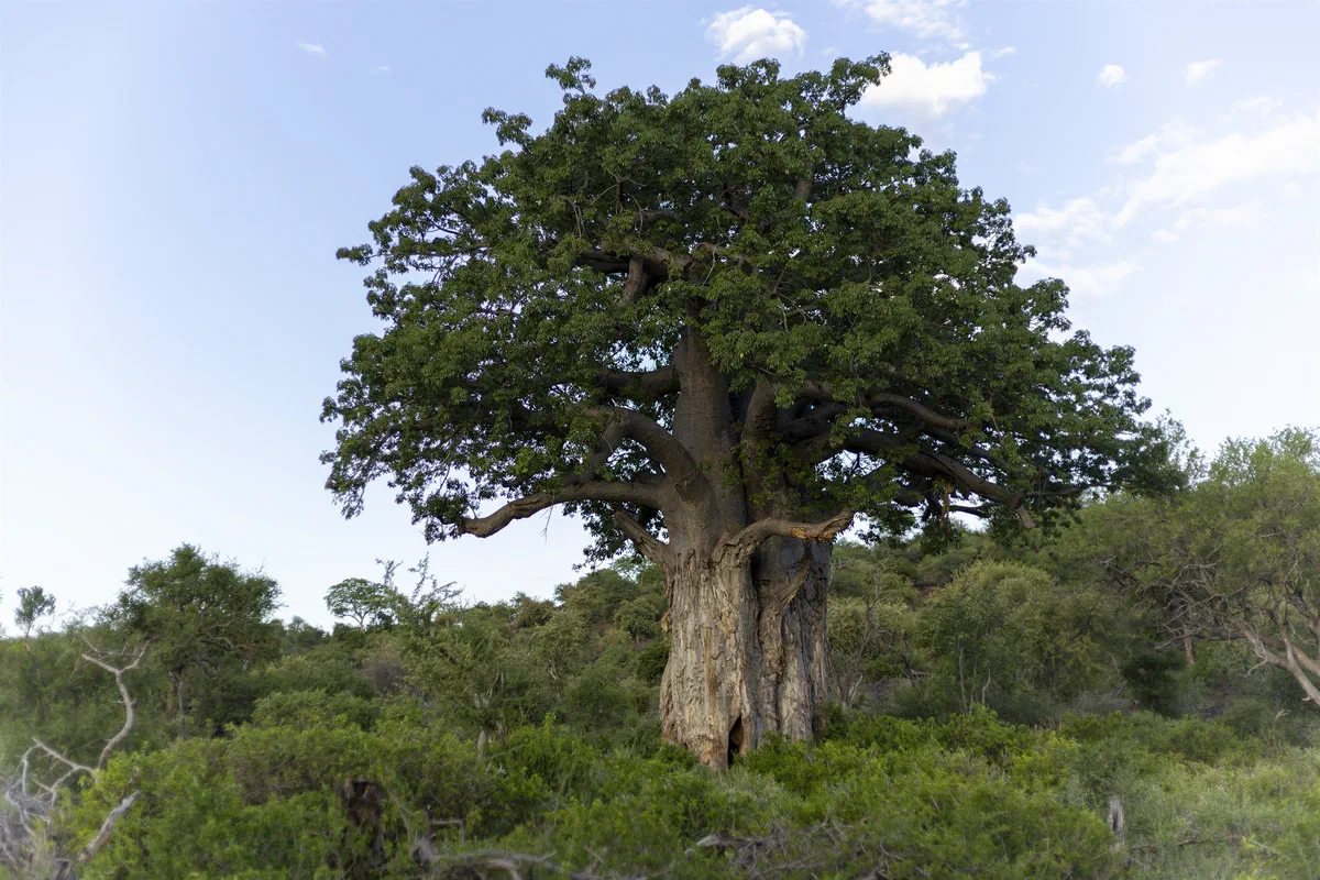 A large baobab tree standing above the mopane bush under a blue sky