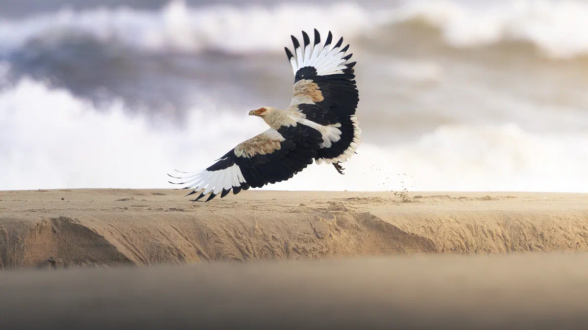 Palm-nut Vulture taking off from a sandbank near Mtunzini, wings spread, with breaking waves behind