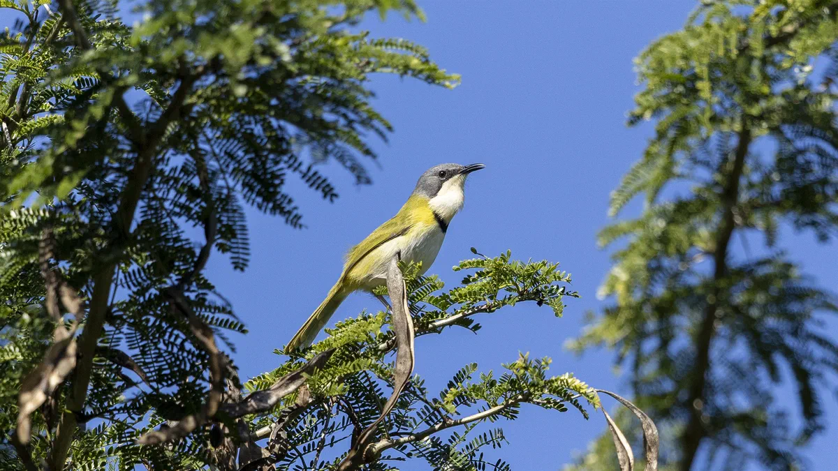 Rudd's Apalis perched at the top of a feathery-leaved tree against a deep blue sky
