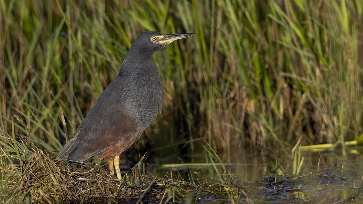Rufous-bellied Heron standing at the edge of reeds in soft light