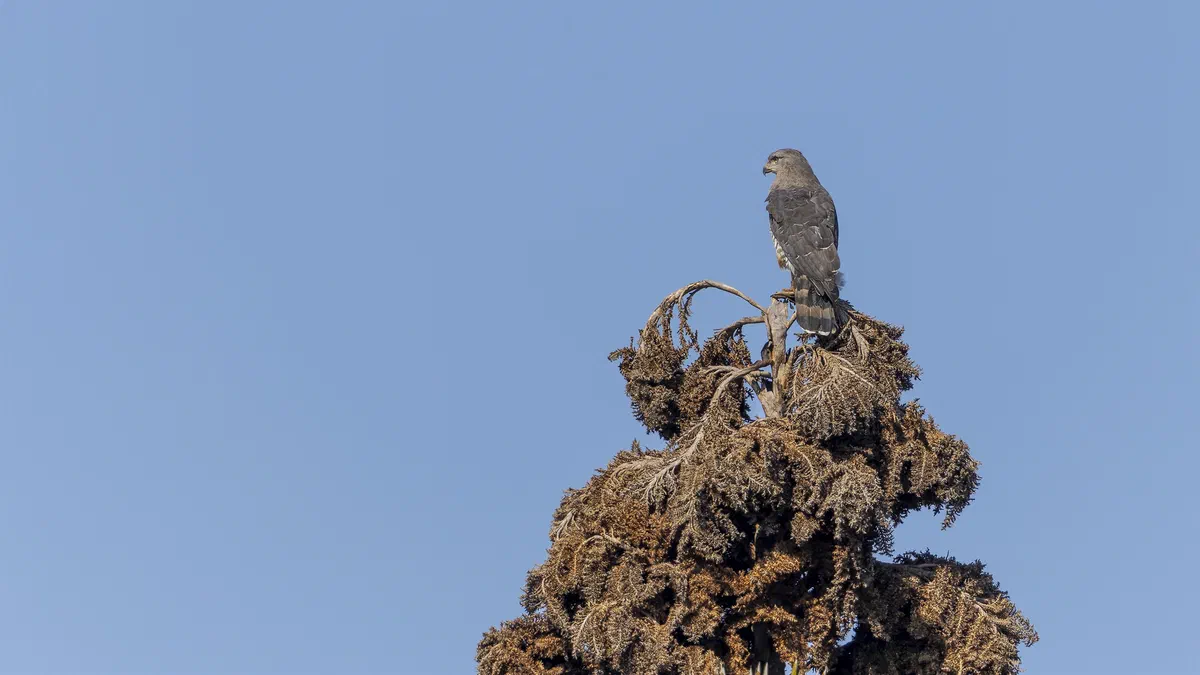 Southern Banded Snake Eagle perched on top of a tree