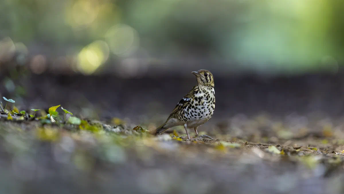 Spotted Ground Thrush standing on the leaf litter of the forest floor, photographed at ground level