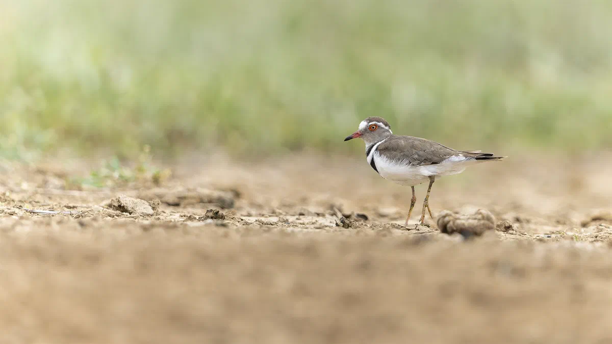 Three-banded Plover standing on a sandy riverbank