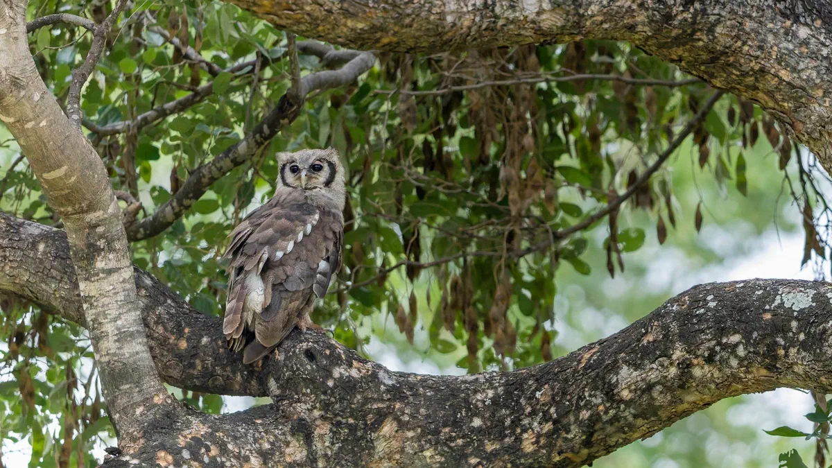 Verreaux's Eagle-Owl with pink eyelids looking back over its shoulder from a large tree