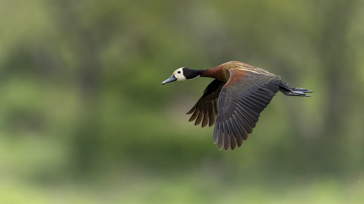 White-faced Whistling Duck in flight across a soft green background