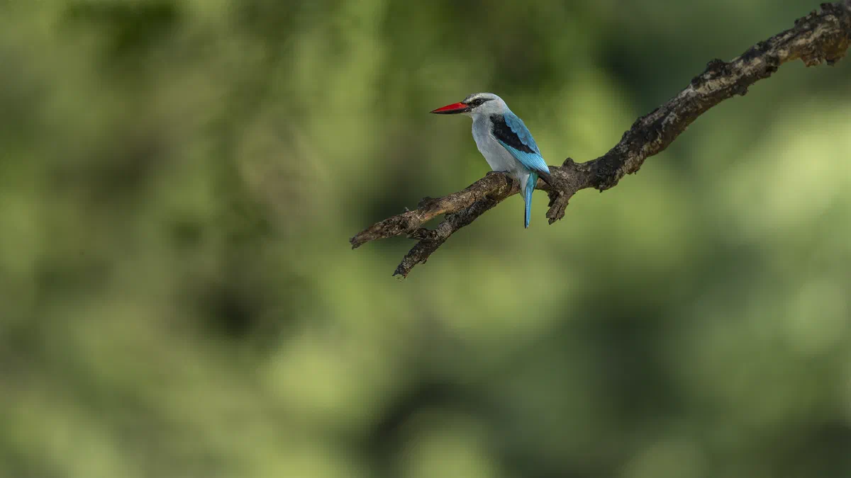 Woodland Kingfisher with red bill and turquoise wings perched on a bare branch