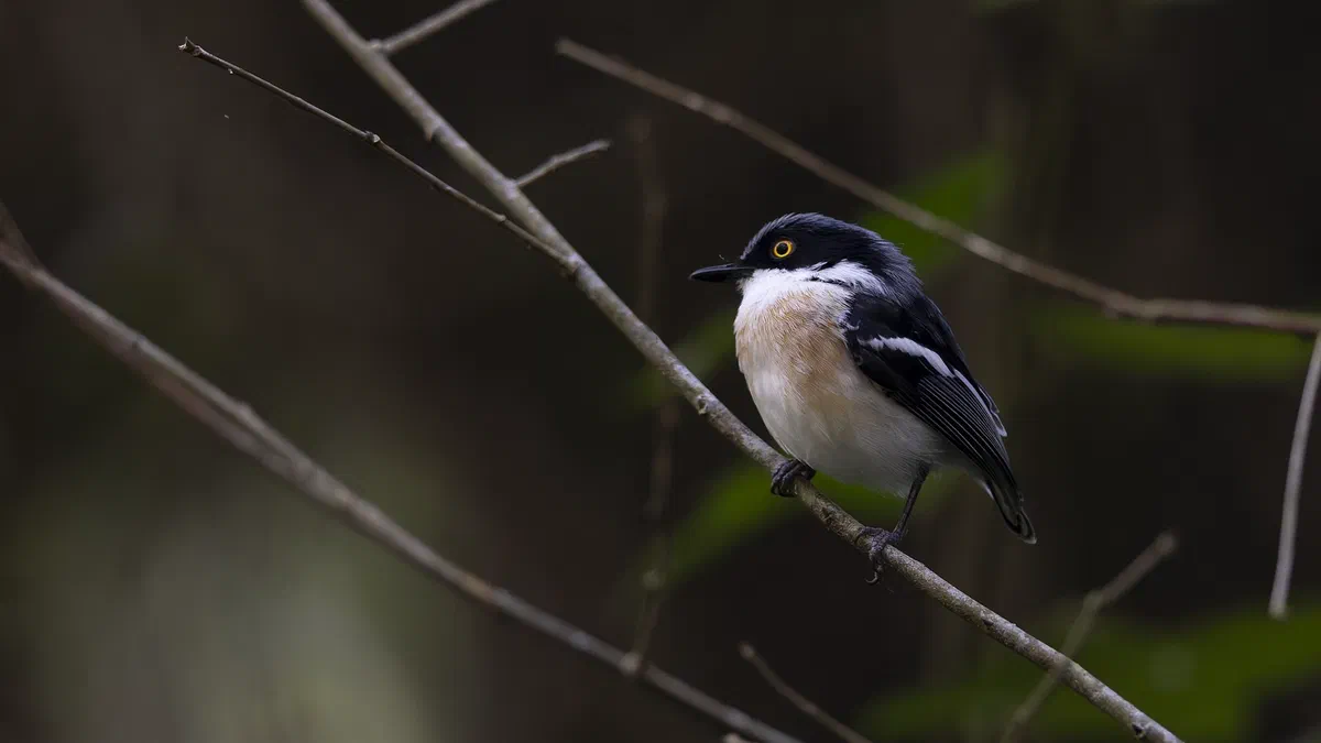 Woodward’s Batis perched on a thin branch