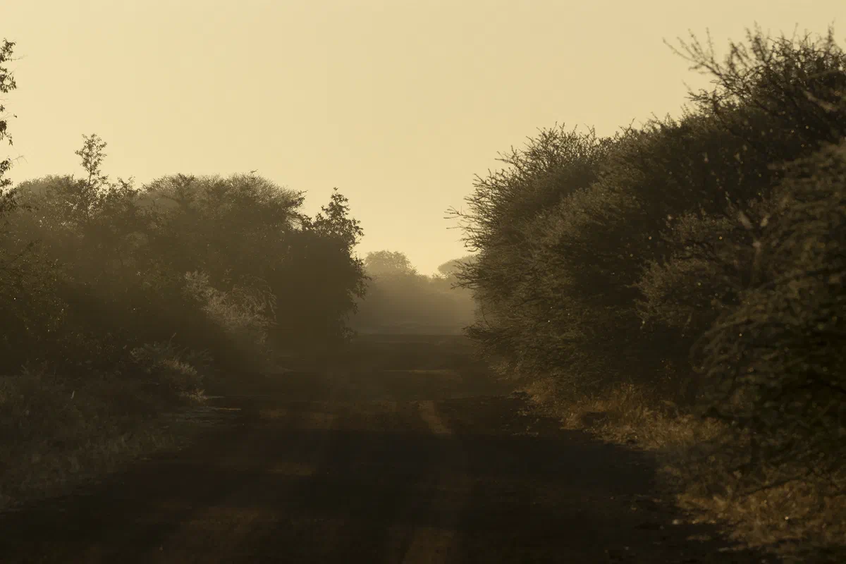 A dirt road through thornveld at dawn, with golden mist between the trees
